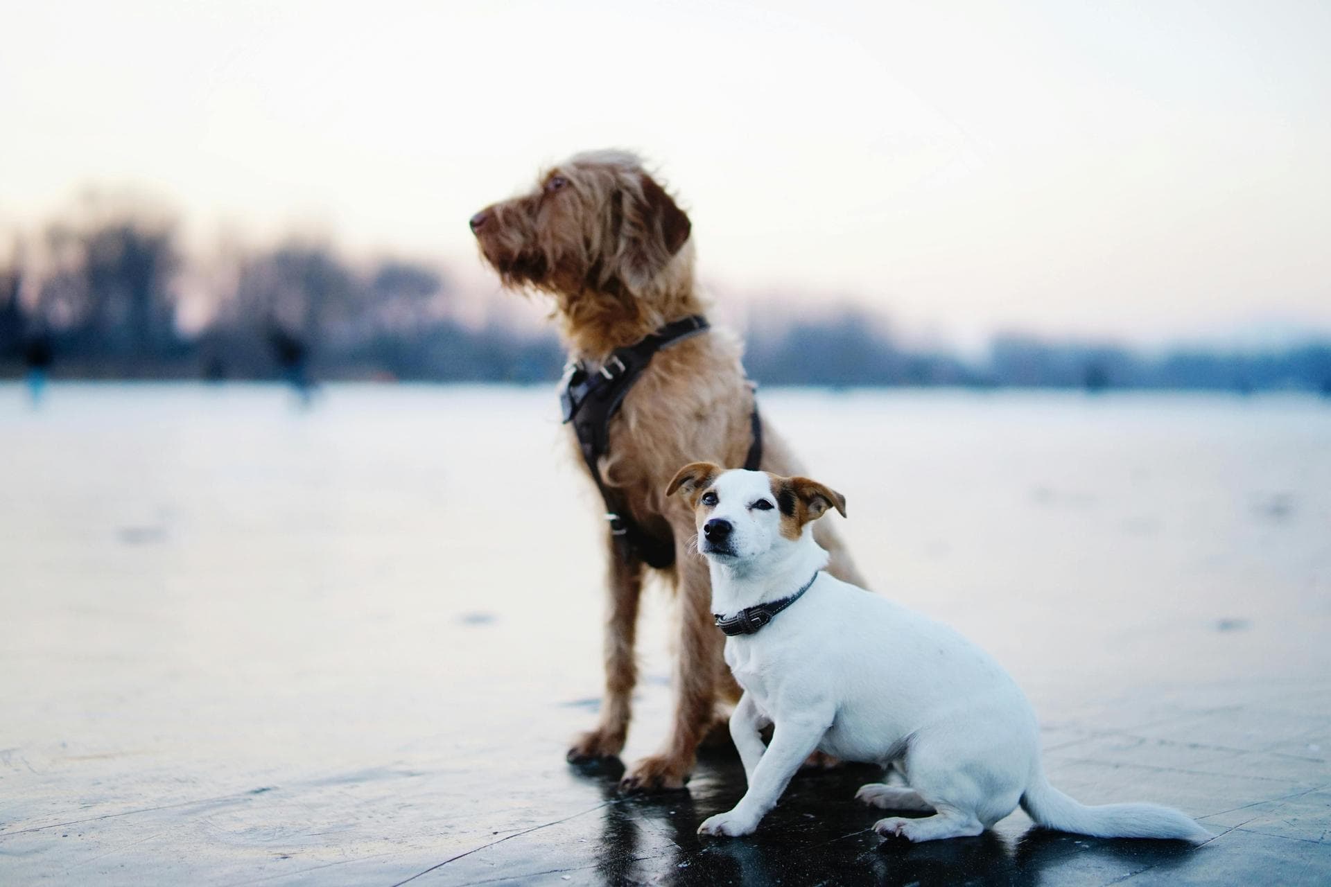 Vet Prices in Ealing