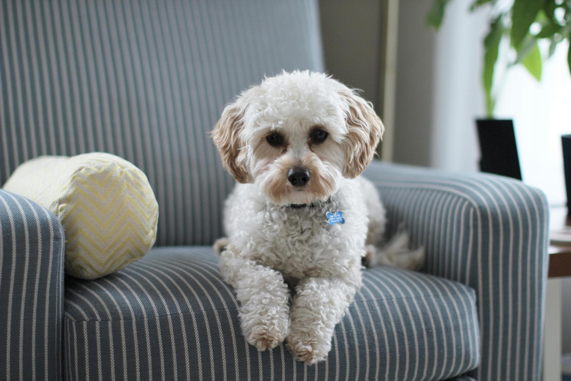 Dog Puppy Vaccinations Kennel Cough Prices in Ealing