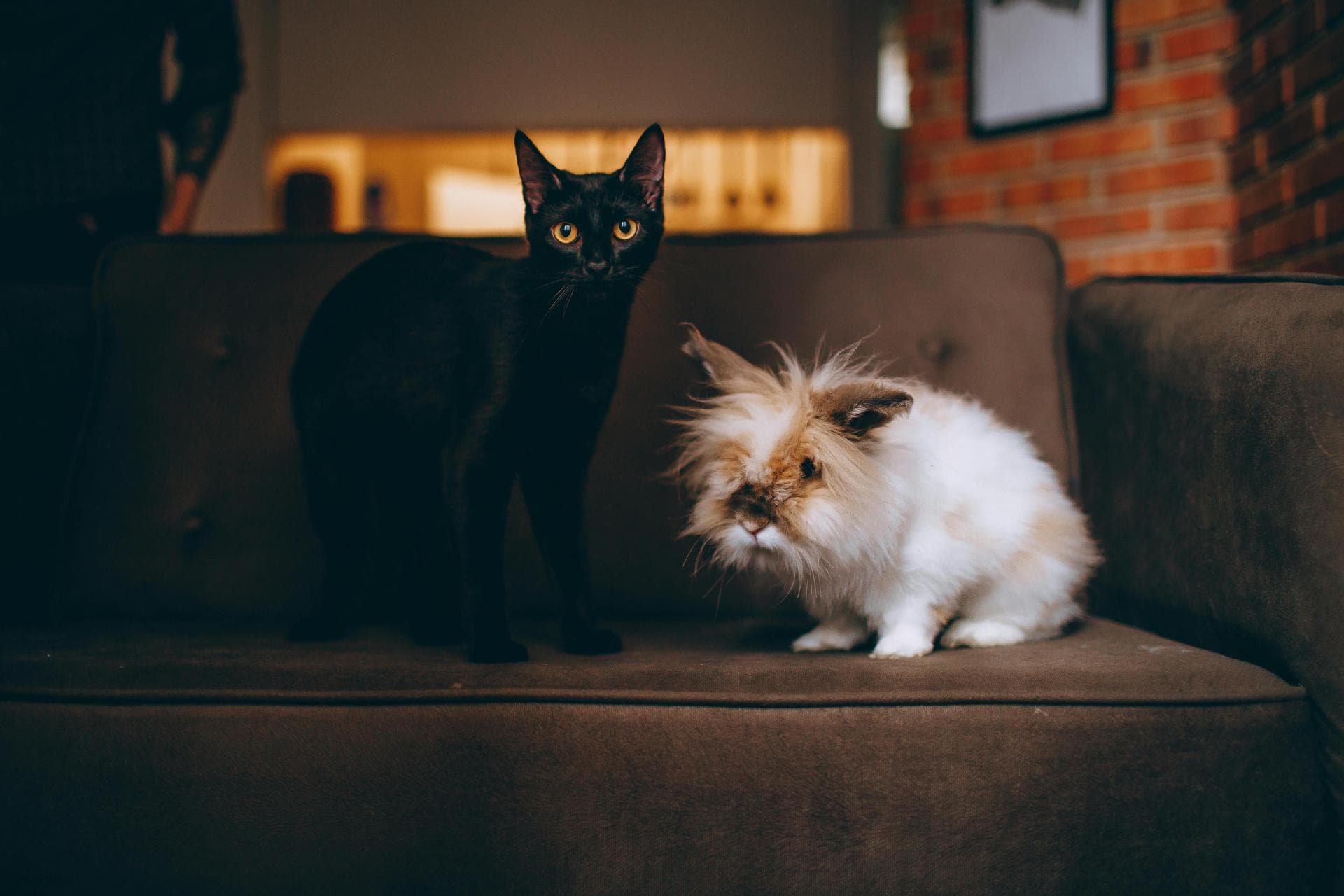 Cat Spay Castrate Neutering Prices in Ealing