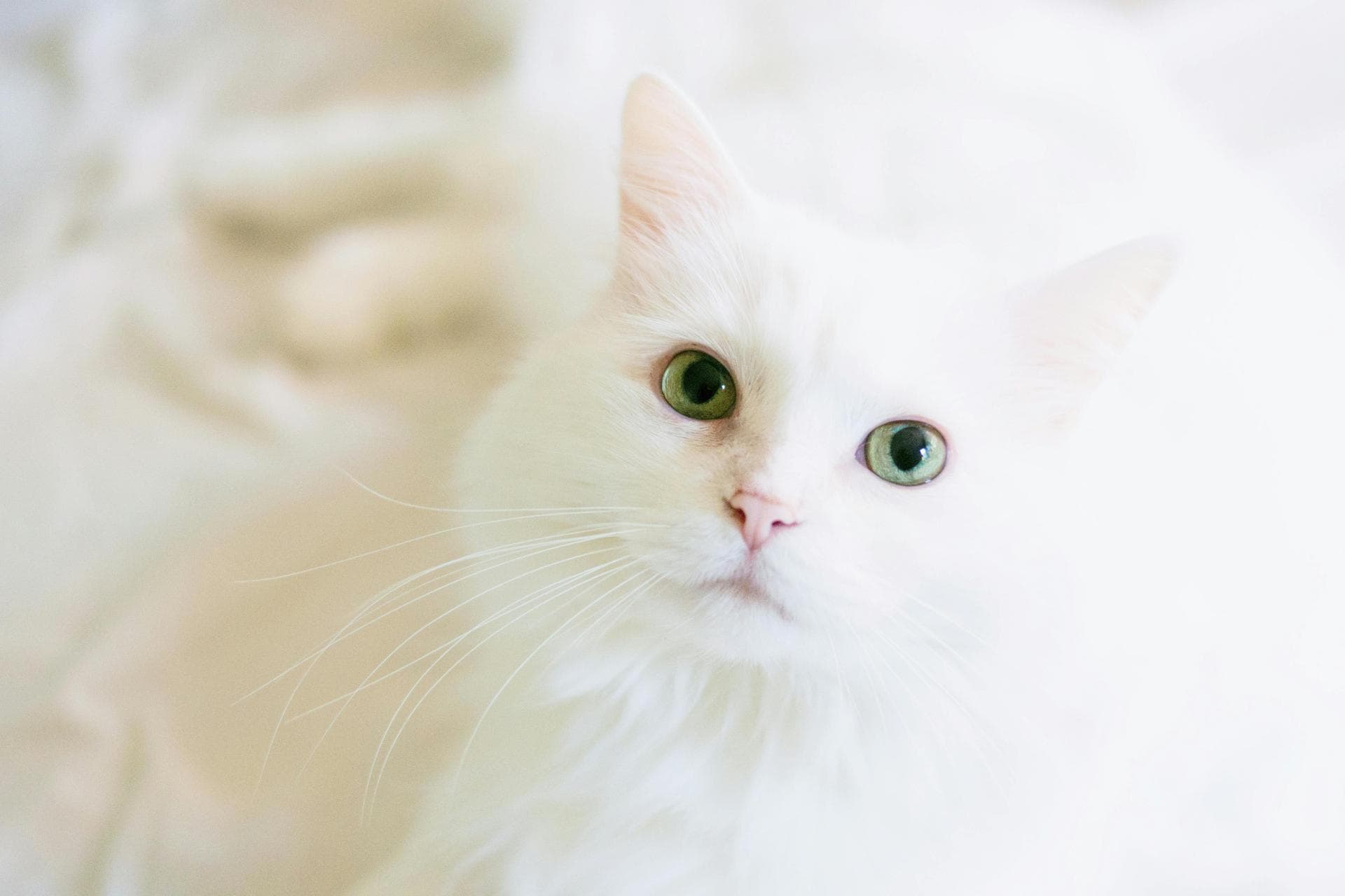 Dog & Cat Vets in Ealing