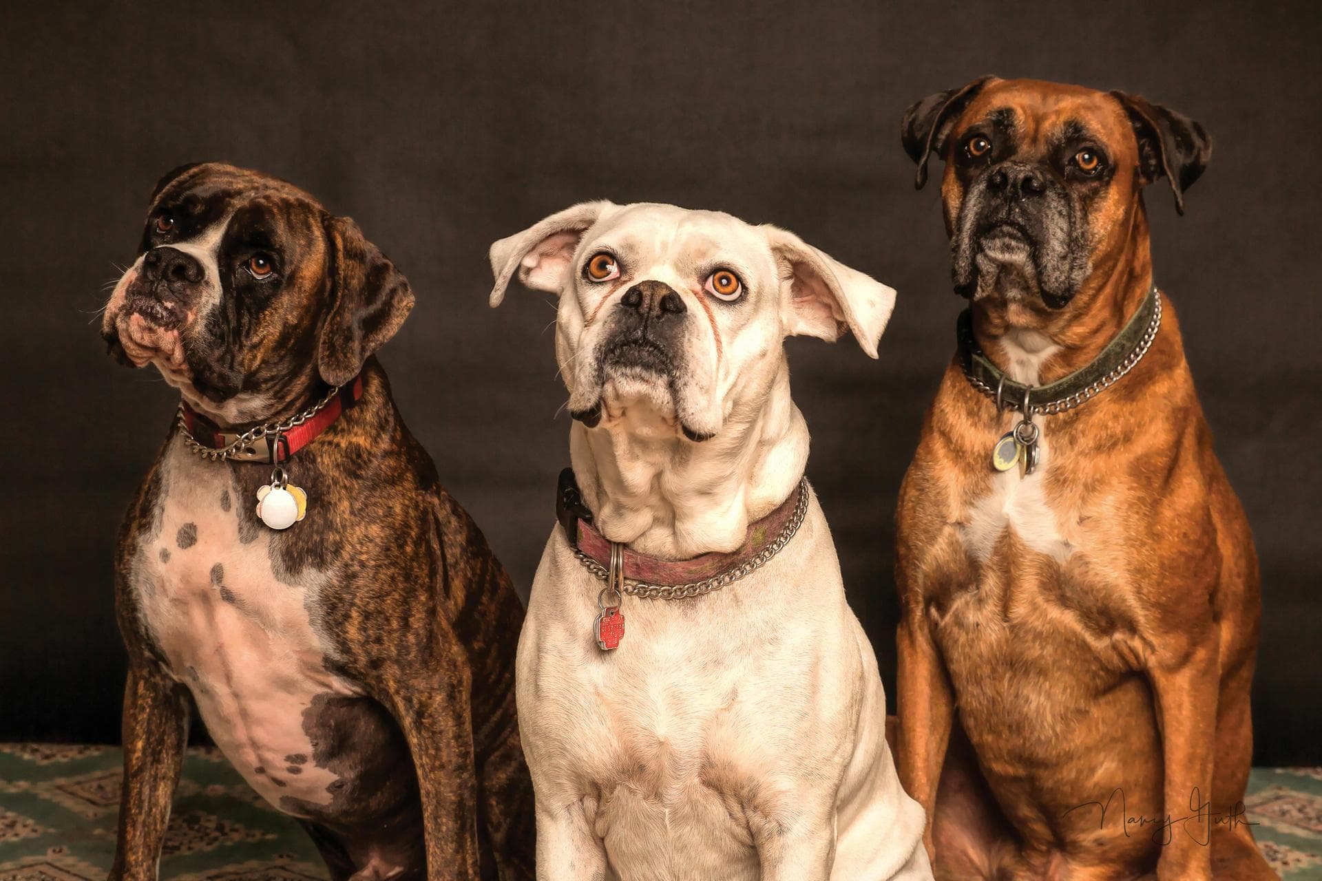 Annual Vaccination With Kennel Cough Prices in Ealing