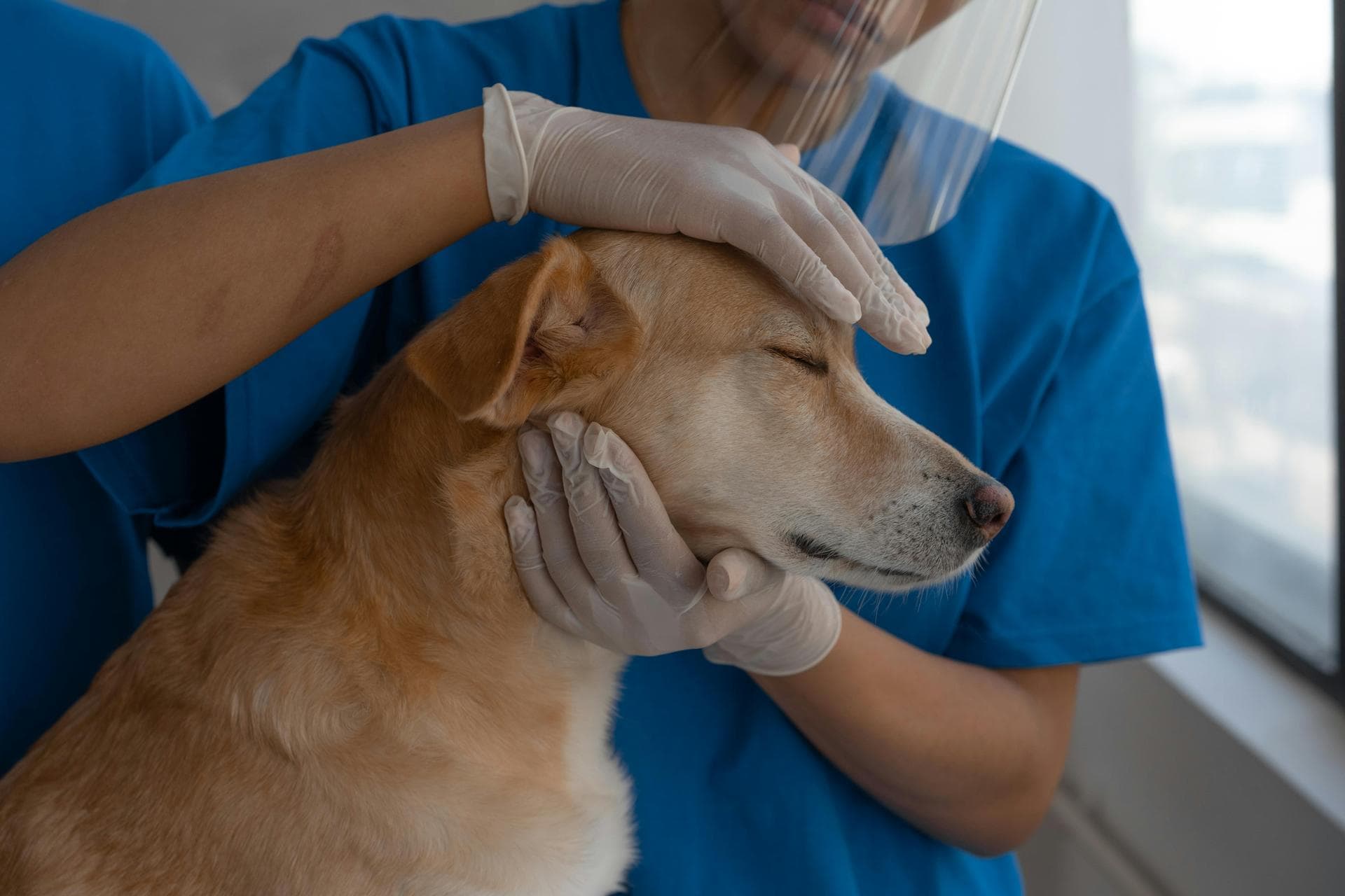 Kennel Cough Vaccine Prices in Ealing