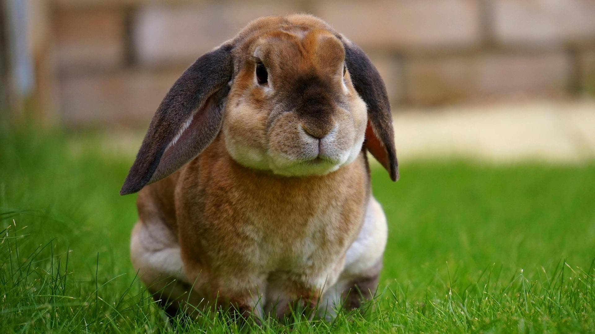 Annual Vaccination With Kennel Cough Prices in Ealing